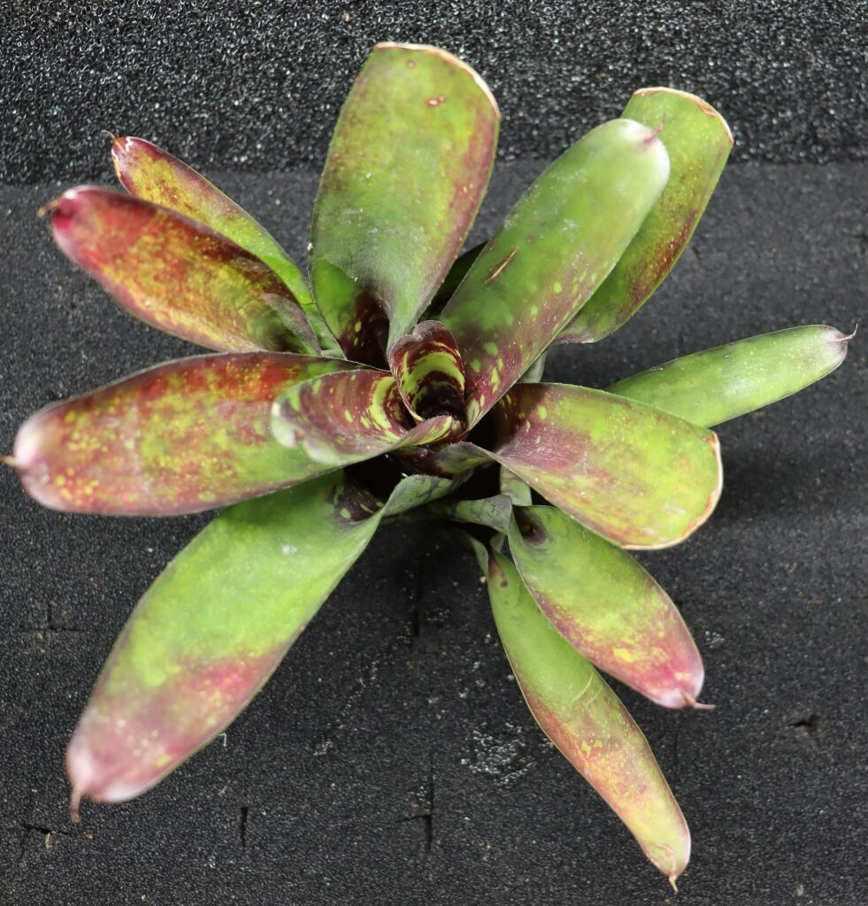 Neoregelia Wine and gold