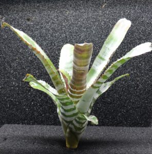 Aechmea Chantinii Hybrid