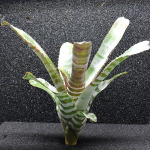 Aechmea Chantinii Hybrid