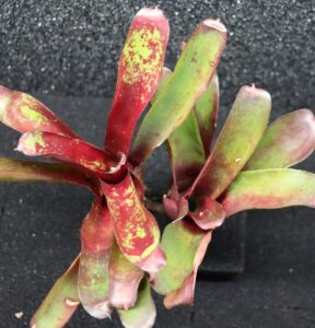 Neoregelia Levis Red