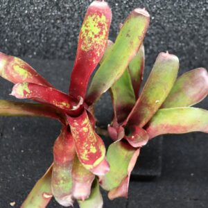Neoregelia Levis Red