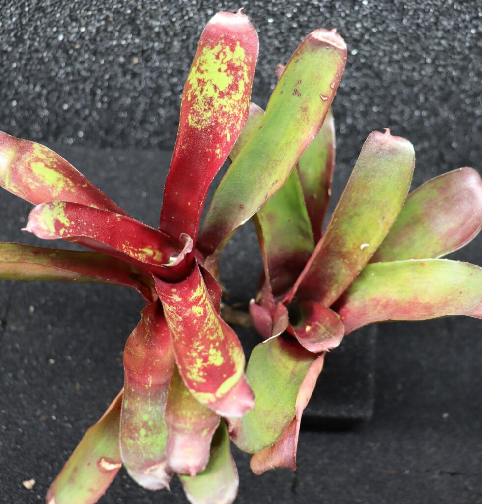 Neoregelia Levis Red