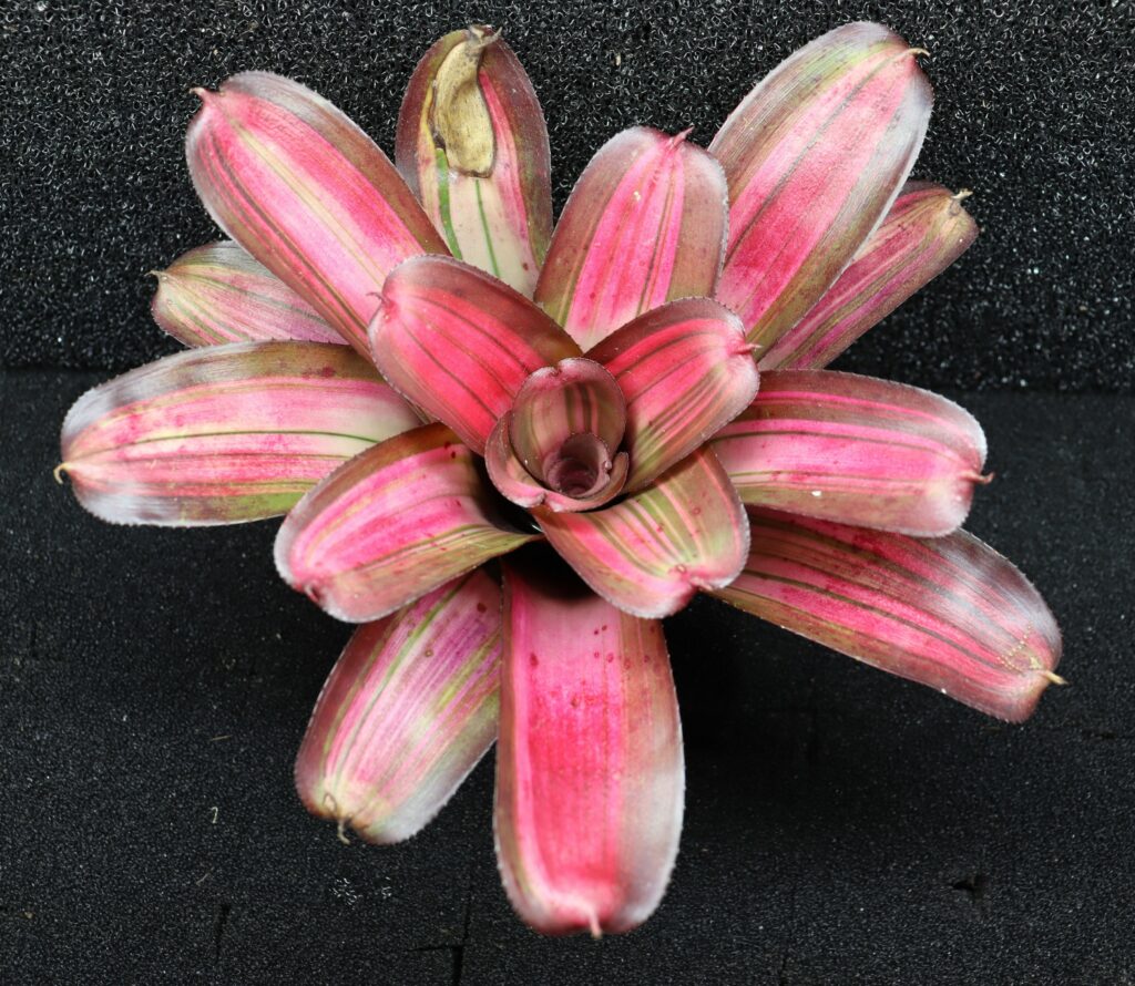 Neoregelia Baby Girl