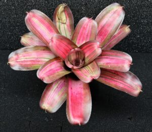 Neoregelia Baby Girl