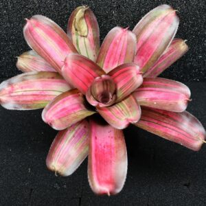 Neoregelia Baby Girl