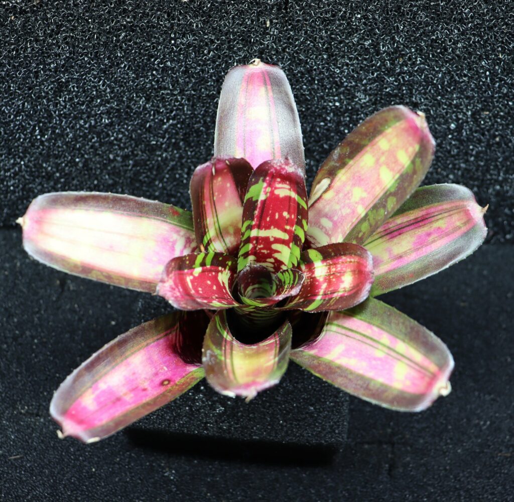 Neoregelia Sweet Ice Cream