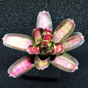 Neoregelia Sweet Ice Cream