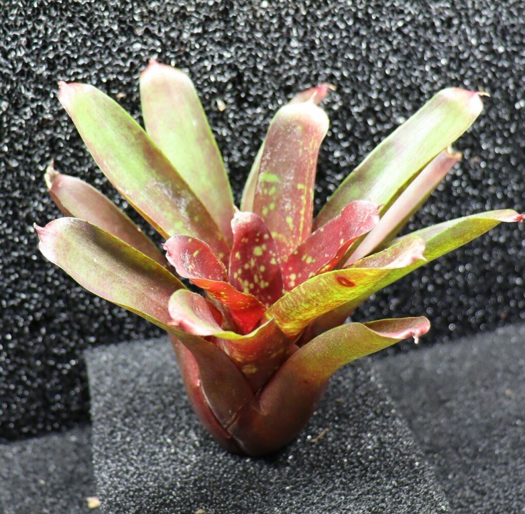 Neoregelia Fireball F4