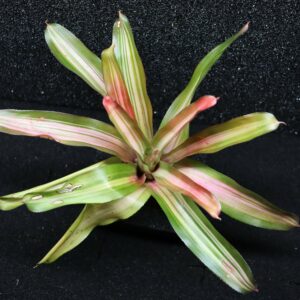 Neoregelia Tricolor