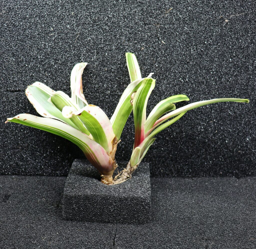Neoregelia Annick