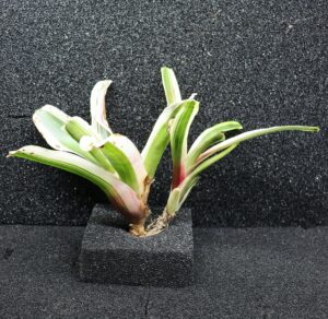 Neoregelia Annick