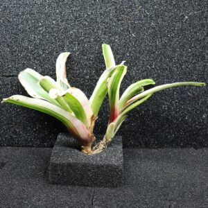 Neoregelia Annick