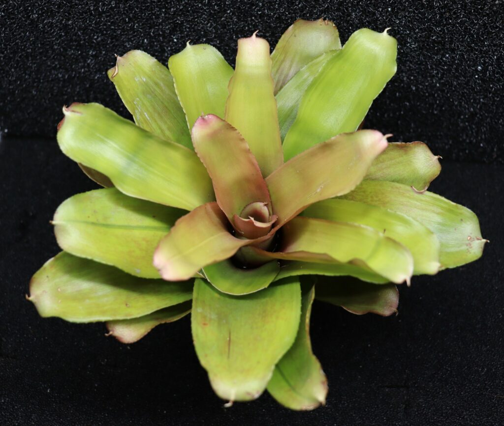 Neoregelia Ninja Mini