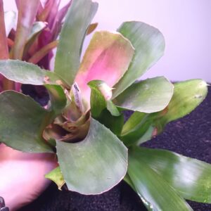 Neoregelia Shocking Pink x Pink Debbie