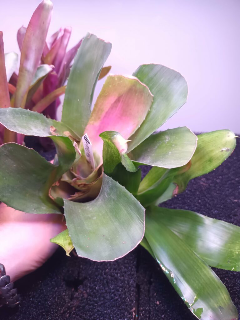 Neoregelia Shocking Pink x Pink Debbie