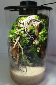 Terrarium BioArt Cylinder 285 Noir – Thème Mini Monde Tropical