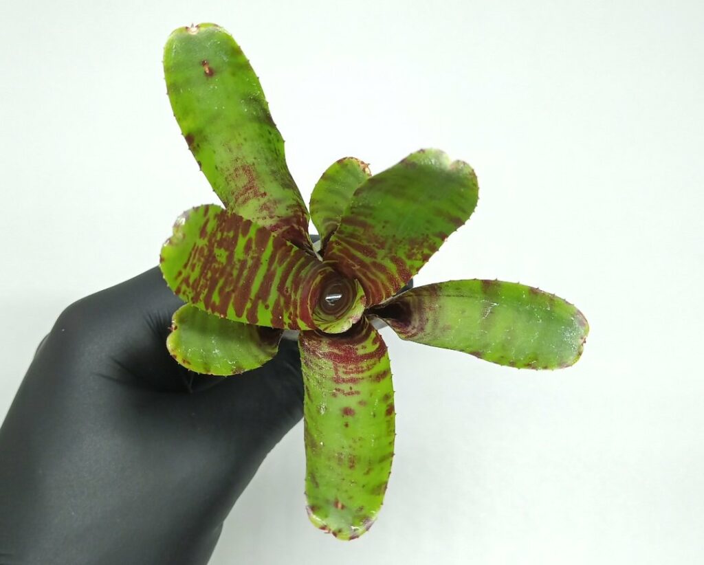Neoregelia Da Kine