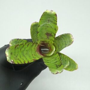 Neoregelia Flerida