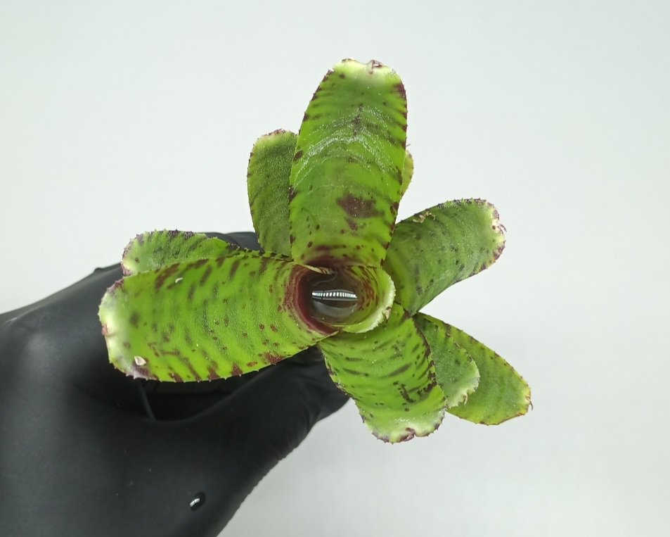 Neoregelia Flerida