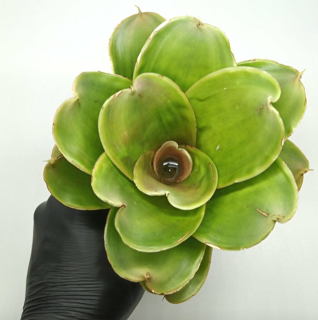 Neoregelia Medusa spineless
