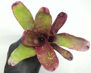 Neoregelia Multicolor Hybrid