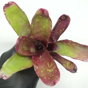 Neoregelia Multicolor Hybrid