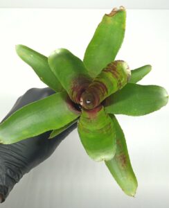 Neoregelia Screaming Tiger