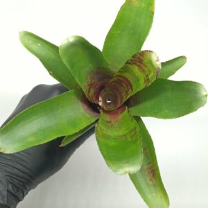 Neoregelia Screaming Tiger