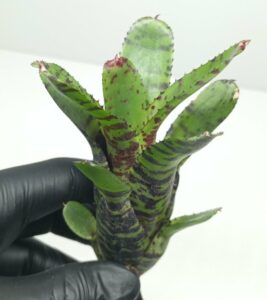 Neoregelia Tibbit