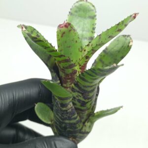 Neoregelia Tibbit