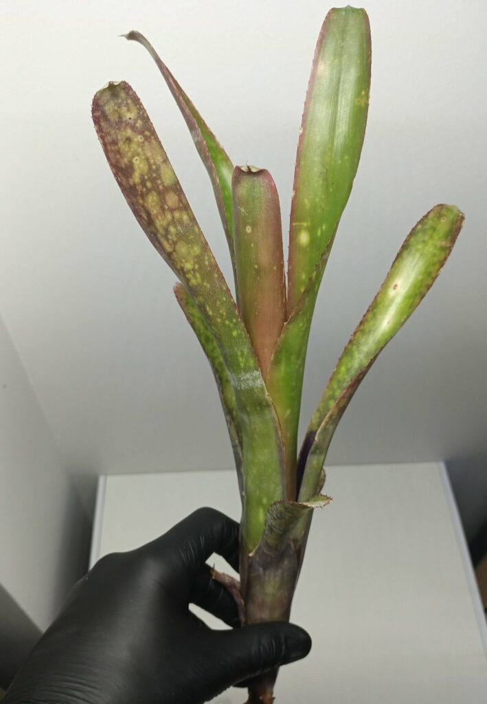 Billbergia Dippin Dots (Plante rare)