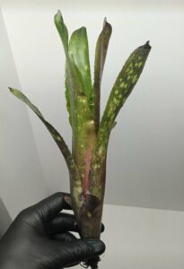 Billbergia Hallelujah