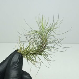 Tillandsia funckiana M