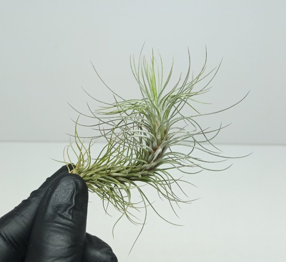 Tillandsia funckiana M