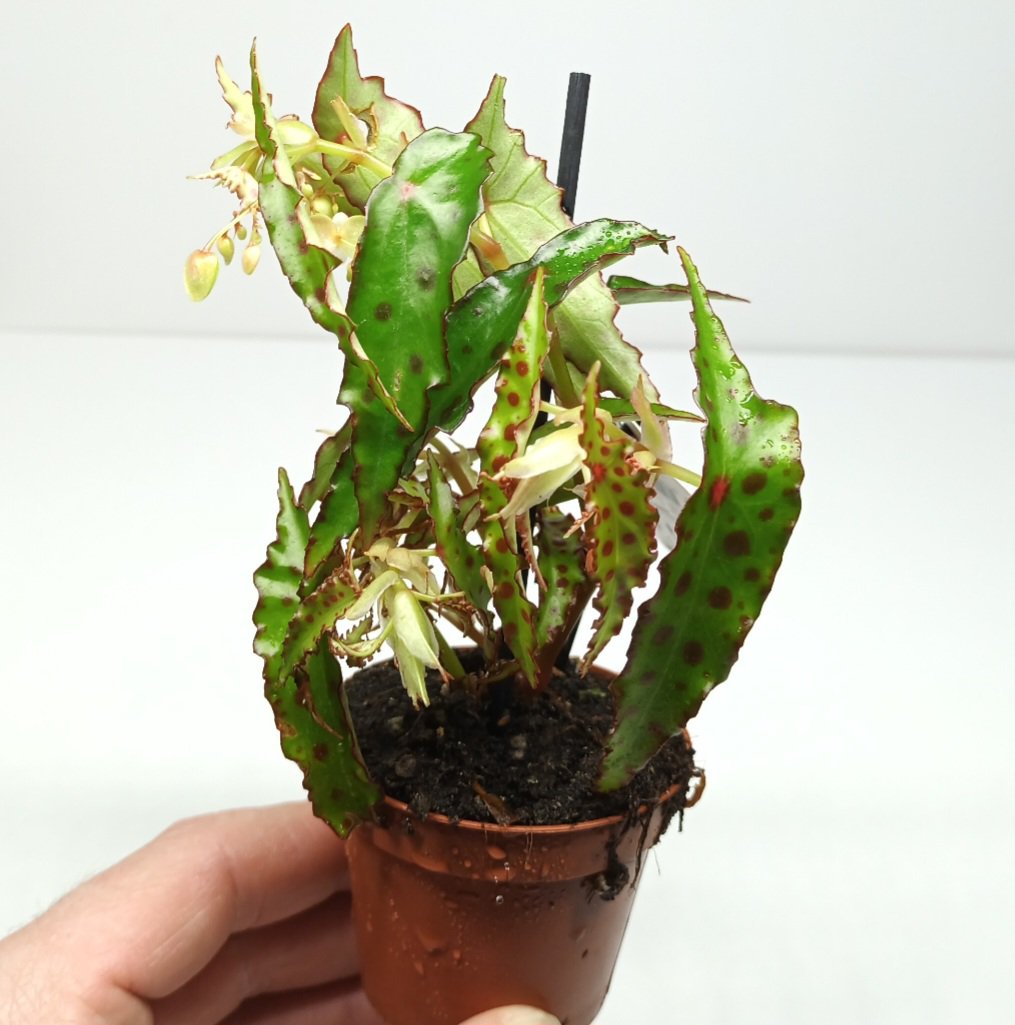 Begonia amphioxus