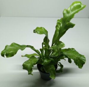 Asplenium overig