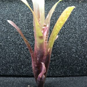 Billbergia Hallelujah