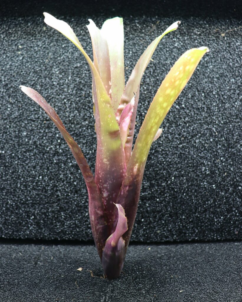 Billbergia Hallelujah