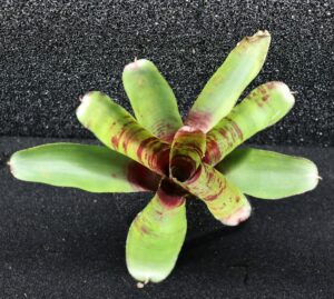Neoregelia Screaming Tiger