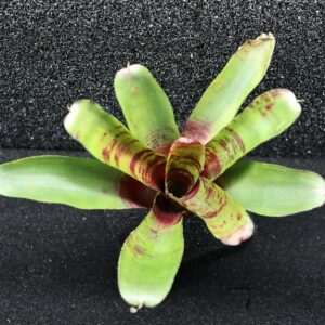 Neoregelia Screaming Tiger