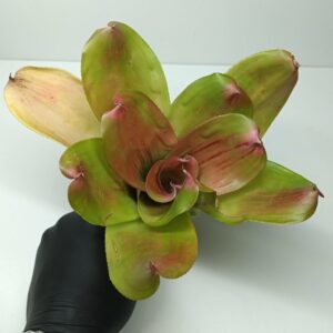 Neoregelia Ninja Compact
