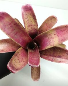 Neoregelia Fireball Spotted