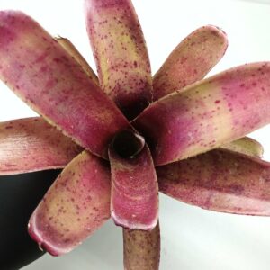 Neoregelia Fireball Spotted