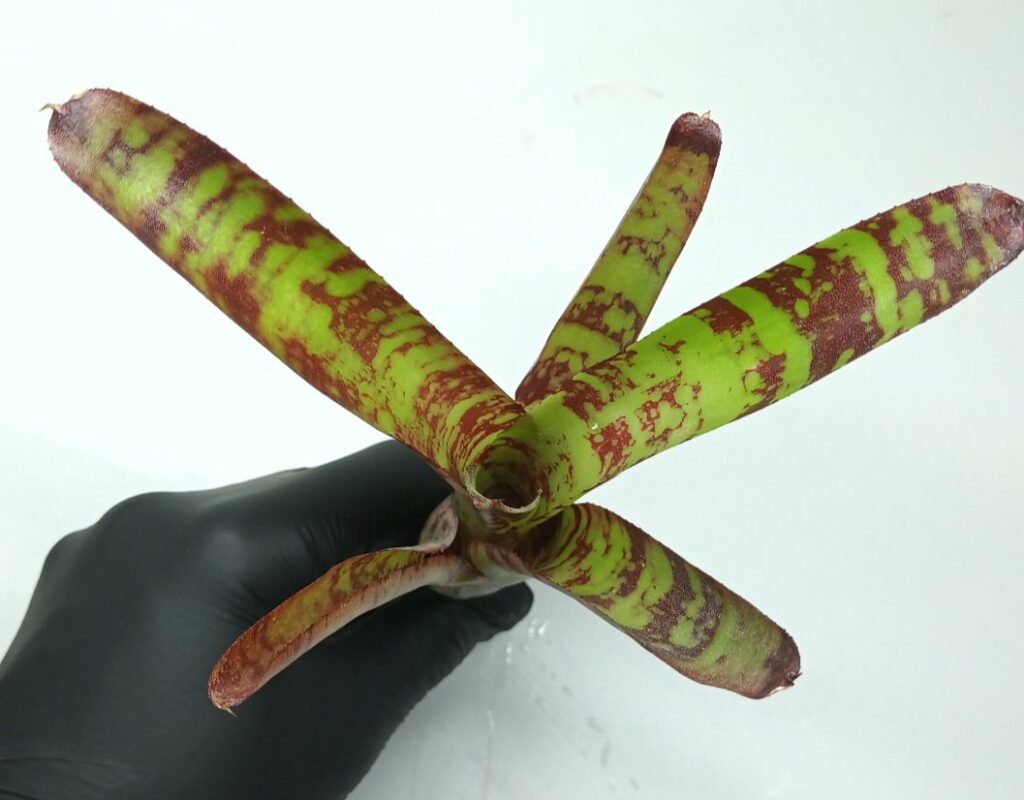 Neoregelia Guacamole