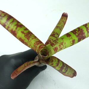 Neoregelia Guacamole