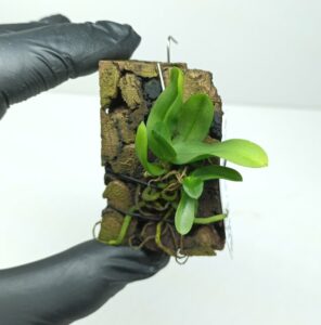 Ceratocentron fesselii