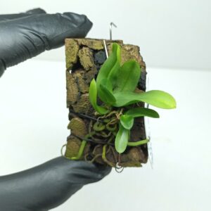 Ceratocentron fesselii