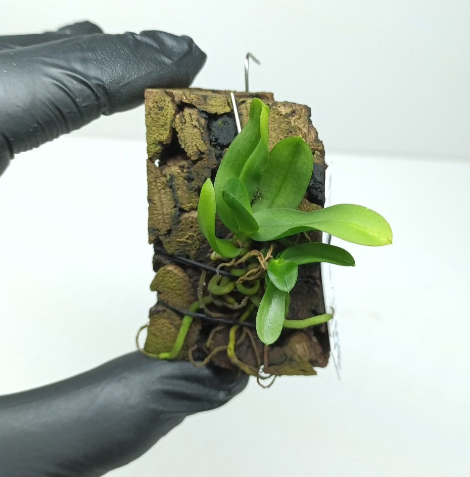 Ceratocentron fesselii