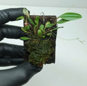 Lepanthes ophioglossa