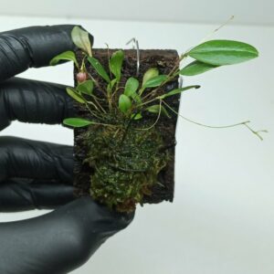 Lepanthes ophioglossa